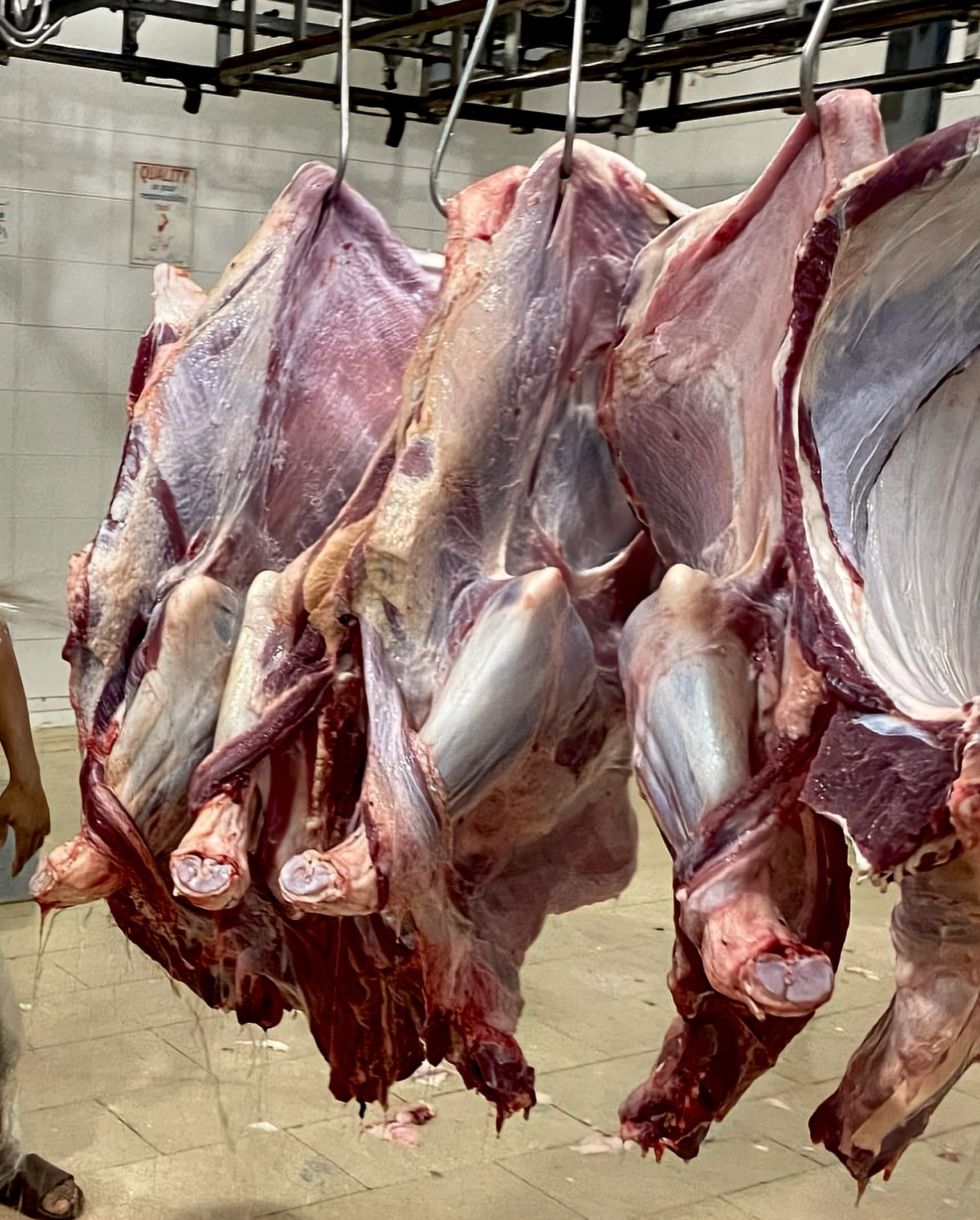 Beef forequarters on the rail being washed