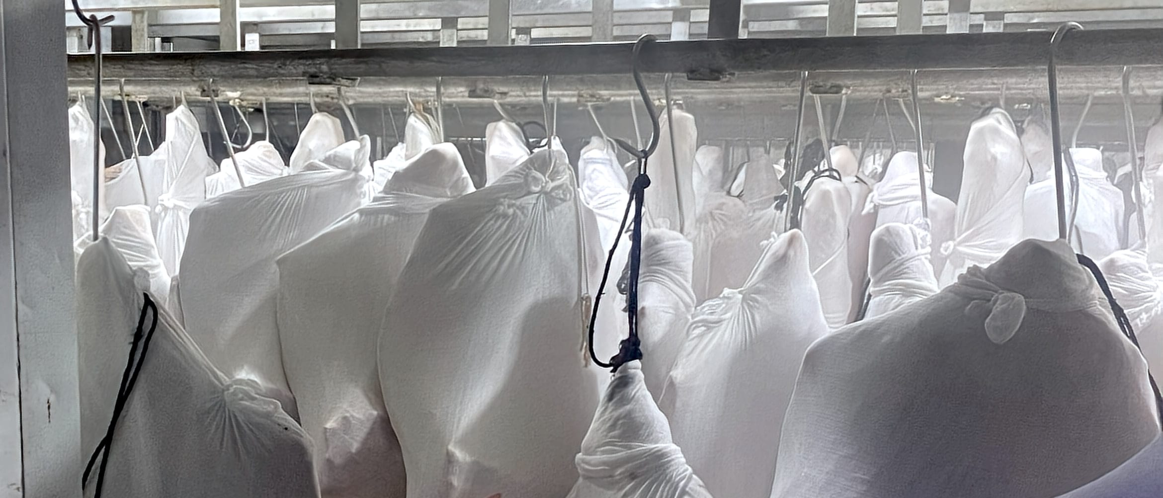 Chilled carcasses wrapped in white stockinette on the rail, seen through the chiller door