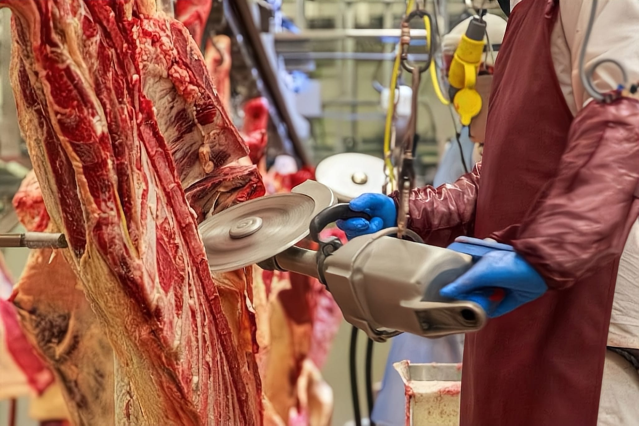 Worker in burgundy sleeves and blue gloves splitting a beef carcass with a carcass saw