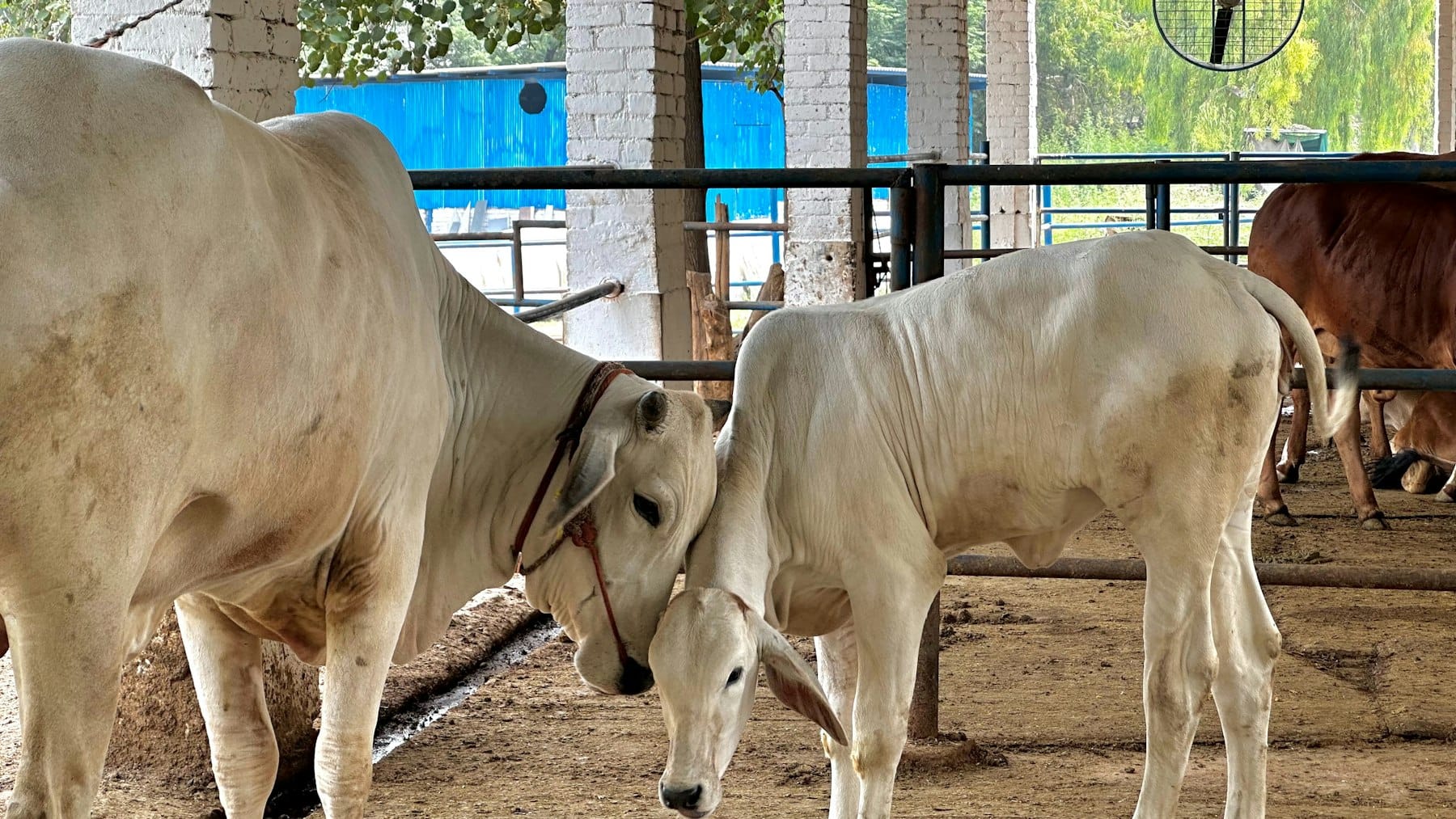 A cow and her calf in a shaded pen on a farm in Pakistan