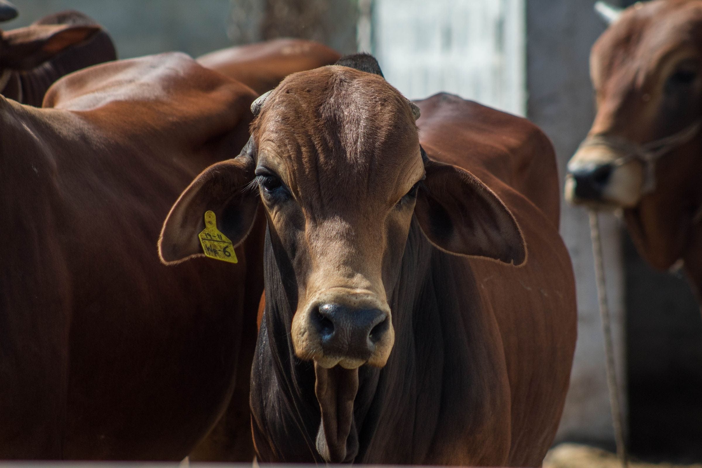 Red zebu cattle with ear tags on a farm in Pakistan